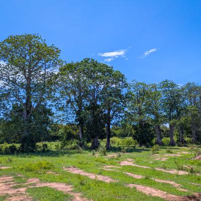 Blue Green Estates02